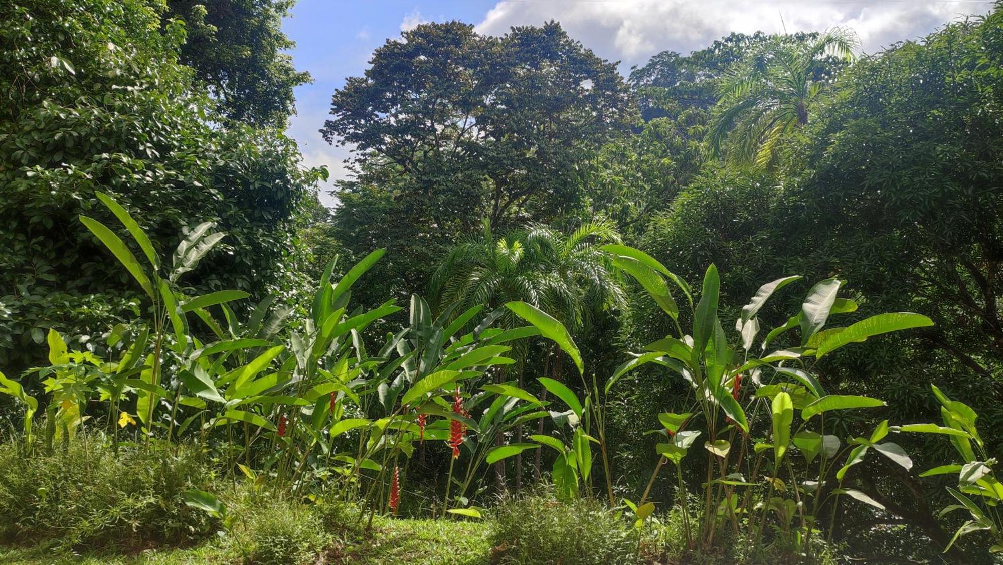 Rio Tico Safari Lodge Punta Mala Экстерьер фото
